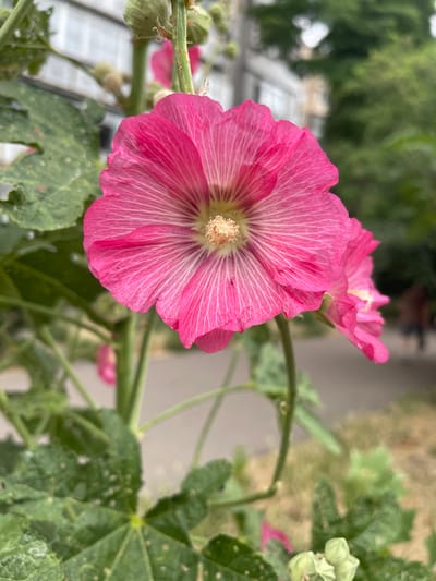 The image shows a close-up of a bright pink hollyhock flower, with its petals fanned out and showing intricate white veins. The flower's center is filled with a cluster of light yellow stamens. Behind this prominent bloom, another similar pink flower is visible, slightly out of focus. The scene is set outdoors with lush green foliage and stems of the plant surrounding the flowers. The background is softly blurred, revealing hints of greenery, some white structures that could be buildings or fences, and a pathway or ground. The lighting suggests it is daytime, possibly a sunny day, given the vibrancy of the colors. There are no people visible in the image. The overall impression is one of natural beauty and the detail captured in the flower's delicate structure. The location context is Kryzhanivka, Ukraine.