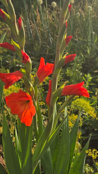 The image shows a close-up view of several bright red gladiolus flowers blooming in a garden. The gladiolus stalks are tall and green, with long, sword-shaped leaves fanning out from the base. Some of the flowers are fully open, revealing their ruffled petals, while others are still in bud. In the background, out-of-focus greenery and yellow wildflowers create a soft, natural backdrop. The sunlight casts a warm glow on the scene, highlighting the vibrant colors of the flowers and foliage. There are no people visible in the image, and the setting appears to be a peaceful outdoor garden. The location is identified as Ақбұлақ, Kazakhstan.