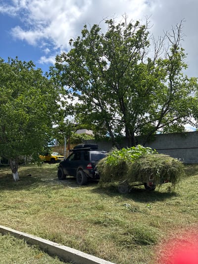 In Navdaraantkari, Georgia, a dark-colored SUV with off-road modifications is parked on a grassy area. The SUV is hitched to a small trailer piled high with freshly cut grass and greenery. To the left of the SUV, a bright yellow jeep is visible, partially obscured by trees. Behind the vehicles, a stone wall runs horizontally across the scene, topped by a few buildings. Several trees with lush green foliage are scattered throughout the yard, and the sky above is a mix of blue with scattered white clouds. The ground is covered with dry grass and cuttings.
