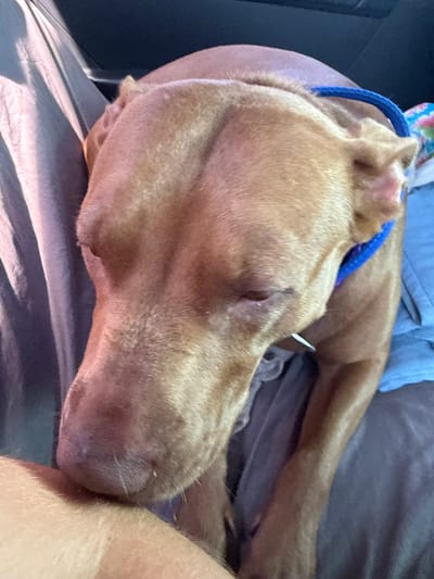 A medium shot shows a tan dog with a blue collar lying down on a blanket. The dog's head is tilted down and to the left. The dog's eyes are closed, and its ears are drooped. The dog appears to be asleep or resting. The background is a dark color, possibly the interior of a car. The lighting is dim. There is a portion of a person's arm or hand in the lower left corner of the frame, touching the dog. The image was taken in Velykyi Dal'nyk, Ukraine.