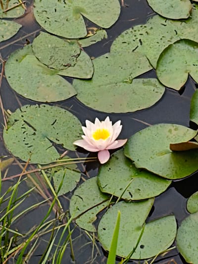 A single, pale pink water lily with a bright yellow center floats on dark water, surrounded by numerous round, green lily pads. The lily pads have a textured surface with some small holes. Green reeds and other submerged vegetation are visible beneath the lily pads and in the dark water. The scene is shot from a high angle, looking directly down onto the water. The location is a natural body of water in Papenburg, Germany.
