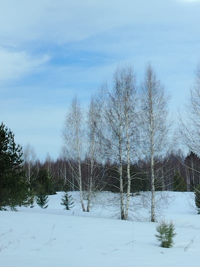 A winter landscape photograph depicts a snow-covered forest edge in the city of Tap'iushka, Russia, under a light blue sky featuring faint, wispy cloud formations. The foreground is an expanse of undisturbed white snow, with sparse, dried plant stalks visible protruding from the surface. A single small, green conifer sapling is present in the lower right quadrant. In the midground, a cluster of tall, slender deciduous trees, consistent with birches, display their white bark and bare branches on a slightly elevated, snow-covered rise. Several darker green coniferous trees are interspersed among and behind these deciduous trees. The background consists of a dense, mixed forest line, appearing as a dark mass of conifers and a lighter mass of bare deciduous trees extending horizontally across the frame. No human subjects, animals, artificial objects, or activities are depicted.