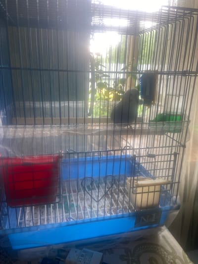 A medium shot shows a birdcage with a single gray bird perched on a wooden dowel. The bird is facing left and appears to be looking out of the cage. The cage is made of black metal bars and has a blue plastic base. Inside the cage, there are two red food dishes, one on the left and another on the right, and a yellow food dispenser. The cage is placed near a window, with greenery visible outside. The lighting suggests it is daytime, with sunlight filtering into the cage, creating lens flare and some overexposure. The background is slightly out of focus, but suggests an indoor setting. The image does not provide any information that would allow for its location to be identified as Shkilevka, Russia.
