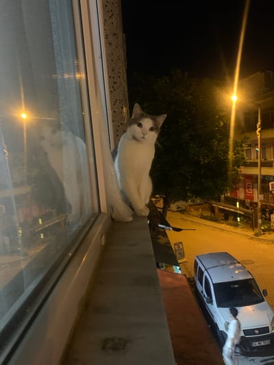 A domestic cat with white and grey fur sits on a ledge outside a window at night. The cat is looking directly at the camera with a curious expression. Behind the cat, a street scene is visible. A white car is parked on the street, and a person in a white t-shirt is leaning against it. Buildings with illuminated windows line the street, suggesting an urban or suburban setting. A streetlamp casts a bright yellow glow, illuminating the scene. The overall mood is nocturnal and somewhat mysterious. The image also shows a reflection in the window, showing more of the street and buildings. The visible text on the car's license plate is "34 MR 5519". The location context is Avcılar, Turkey.