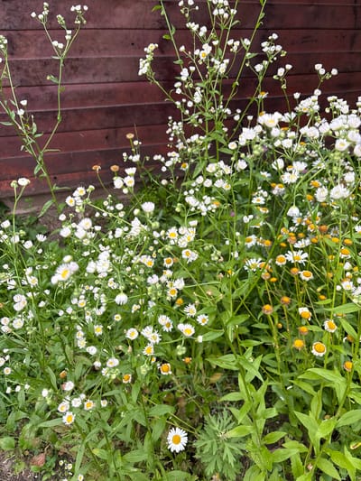 The image depicts a close-up view of a patch of wild daisies with white petals and yellow centers, growing in front of a weathered wooden fence. The fence is constructed from horizontal wooden planks, stained a dark reddish-brown. The daisies are abundant, with many blooming flowers and green foliage. Some of the flowers are in full bloom, while others are in bud or past their prime, with some dried and brown heads visible. The background is dominated by the wooden fence, and the ground beneath the flowers appears to be soil and possibly some dried leaves. There are no people or animals visible in the image. The setting is consistent with an outdoor environment, potentially a garden or natural area. The specific location in Altinovka, Russia, is not discernible from the visual information presented in the image itself.