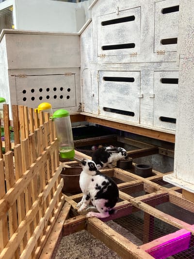 The image shows a close-up view of a rustic-style animal enclosure, possibly a petting zoo or animal sanctuary, that could be located in Rengat, Indonesia. The enclosure is constructed primarily of natural wood, with some white-painted structures in the background that appear to be multi-level cages or housing units.
In the foreground, a black and white spotted rabbit is perched on a wooden platform, looking upwards. Its fur is a striking pattern of black patches on a white background. To the right of this rabbit, another black and white rabbit is seen from the side, partially obscured, with its head down as if eating from a dark-colored bowl.
Behind the rabbits, a wooden fence made of vertical planks runs diagonally across the frame. Attached to this fence are two water dispensers, one with a yellow cap and the other with a green cap, both clear plastic bottles. A dark brown bucket is also visible near the fence.
The background structures are made of white-painted wood, with a distressed or textured finish. They have several rectangular openings or doors, some with visible hinges. The overall impression is one of a functional but somewhat aged enclosure designed for small animals. The lighting in the image suggests it was taken during the day, with some artificial pink light visible in the lower right corner of the frame. There are no humans visible in the image.