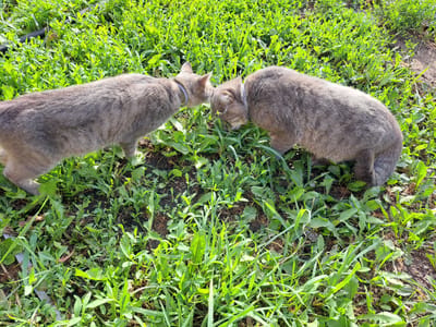 Two grey cats with collars are interacting in a grassy area. The cat on the left is facing towards the right, and the cat on the right is facing towards the left. Their heads are close together as if they are sniffing each other. The grass is green and appears to be growing in somewhat uneven soil. A black hose is partially visible in the upper left corner of the image. The scene is set outdoors in the city of Chernetsk, Russia, on a sunny day.
