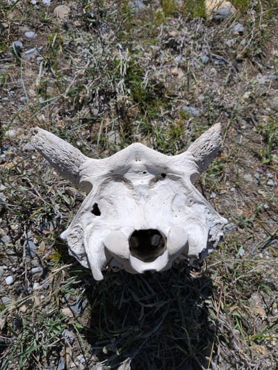 A bleached animal skull lies on the ground amidst dry grass and pebbles. The skull is oriented with its frontal bone facing upwards and outwards. Two stubby, weathered horn cores project from either side of the skull's cranial portion. Visible apertures include two eye sockets, appearing as dark, irregular holes, and a large, gaping nasal cavity or foramen magnum at the center of the skull. The bone's texture is rough and pitted, suggesting significant weathering and age. The surrounding environment is arid, with sparse, dry vegetation and small, light-colored stones scattered across the soil. The scene appears to be an outdoor, natural setting. No people or any signs of recent activity are present. The location is unspecified within Matayeen, India.