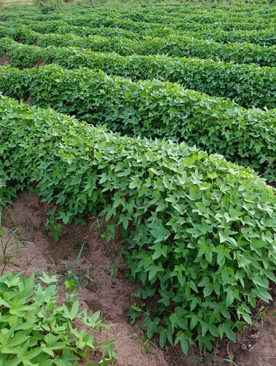 An outdoor forensic image captures a cultivated field within Vanga ward, Kenya, specifically depicting multiple parallel rows of green sweet potato (Ipomoea batatas) plants. The plants exhibit dense foliage with characteristic heart-shaped to lobed leaves, covering elevated soil beds. Between these vegetated rows, distinct furrows of reddish-brown soil are visible, containing minimal sparse weed growth. The field extends into the background, showing more rows of similar green vegetation under natural lighting conditions. No human subjects, animals, or artificial structures are present. The scene indicates active agricultural cultivation.