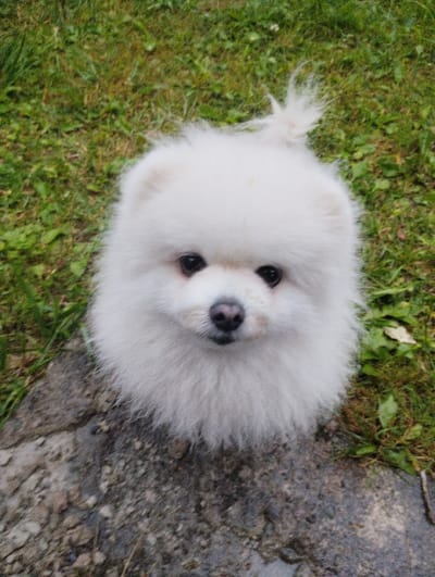The image shows a close-up, overhead view of a small, fluffy white Pomeranian dog sitting on a patch of damp ground next to grass. The dog's fur is voluminous and white, with a small tuft of fur sticking up from its back, resembling a tail. Its dark eyes are looking directly at the camera, and its pink nose is visible. The ground beneath the dog is a mix of dark, wet soil or rock, and bright green grass with some fallen leaves. The overall lighting suggests an overcast day. The image does not contain any information that would place it in Urkovo, Russia.