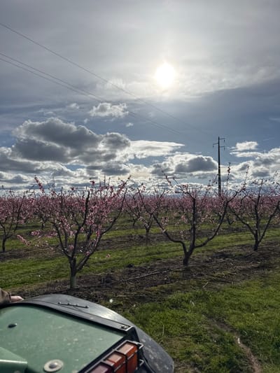 The image displays an agricultural field in Fundão, Portugal, characterized by an extensive orchard of trees covered in pink blossoms, suggesting a peach orchard in bloom. The scene is viewed from the lower perspective of a green tractor, whose hood and a portion of its orange rear light assembly are visible in the immediate foreground. A gloved hand is partially visible on the far left. The trees are uniformly planted in rows, with green grass and visible irrigation lines covering the ground between them. Overhead, several power lines traverse the sky, supported by a dark utility pole positioned on the mid-right. The sky is partially cloudy with bright white and grey formations against a light blue background, and an intense sun is prominently visible in the upper center-right.