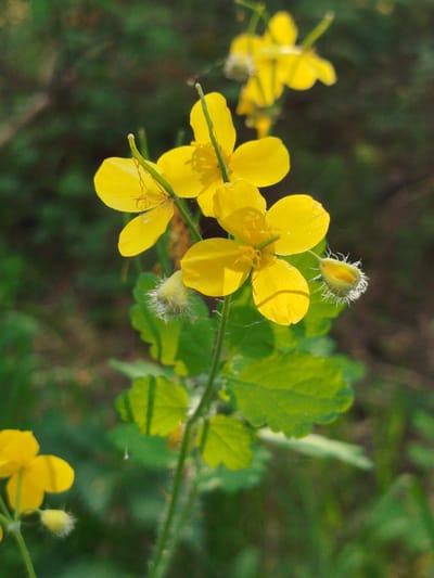 A close-up shot showcases a flowering plant with bright yellow blossoms and textured green leaves. The plant appears to be growing outdoors, as suggested by the blurred background that hints at foliage and possibly a wooded area. The image focuses sharply on the plant, highlighting the color contrast between the yellow flowers and the green leaves. The lighting suggests it is daytime, casting shadows on some of the petals and leaves. The plant's stem is visible, holding up the multiple flowers. The overall composition draws the viewer's attention to the vibrant colors and textures of the plant in its natural setting. There is no information about the location being in Заречье, Russia.