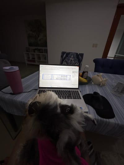 A schnauzer dog with gray and white fur and a pink garment rests near a laptop displaying architectural plans. The laptop sits on a striped surface, along with a pink cup, a white ceramic animal figurine, a black sandal, and other miscellaneous items. The location appears to be indoors, possibly a residence, in Boca del Río, Mexico, judging by the architectural plans displayed on the laptop screen which are in Spanish. Visible in the background are a wall, a blue chair, and a shelf unit. The lighting is subdued. The dog is the main subject, positioned prominently in the foreground.