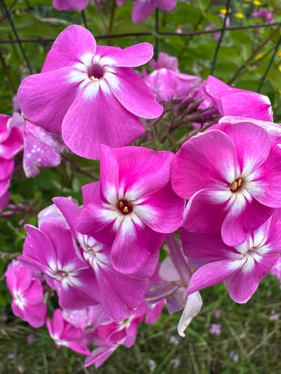 A close-up, eye-level, vertical shot showcases a cluster of bright pink phlox flowers in Grigiškės, Lithuania. The flowers, with their prominent white centers and delicate petals, are the central focus. The background is a soft blur of green foliage and hints of yellow and pink wildflowers, suggesting a garden or natural setting. A dark, wire-like structure, possibly a fence or trellis, is visible behind the flowers. The lighting is natural and diffused, highlighting the vibrant colors and textures of the blooms. The overall impression is one of natural beauty and floral abundance.