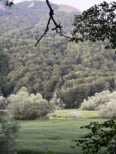 The image depicts a pastoral landscape with a dense forest covering a hillside in the background. The forest transitions to a lush green meadow in the foreground. The meadow has undulating terrain with patches of taller grass and smaller bushes. The scene is framed by tree branches and leaves in the foreground and to the right, partially obscuring the view. The sky above is overcast and muted. The location appears to be the vicinity of Bjelojevići, Montenegro, as suggested by the terrain and vegetation characteristic of the region. There are no people or animals visible in the scene.