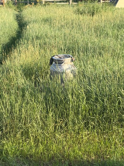 The image shows a metal milk can standing upright in a field of tall green grass. The can is weathered and appears to be old. A pathway is visible in the grass to the left of the can, suggesting it is in a rural or natural setting. In the background, a wooden fence can be seen, further indicating a rural environment. The lighting suggests it is daytime, possibly late afternoon or early morning, with sunlight casting shadows and highlighting the textures of the grass and the can. The location is described as Мяндиги, Russia.