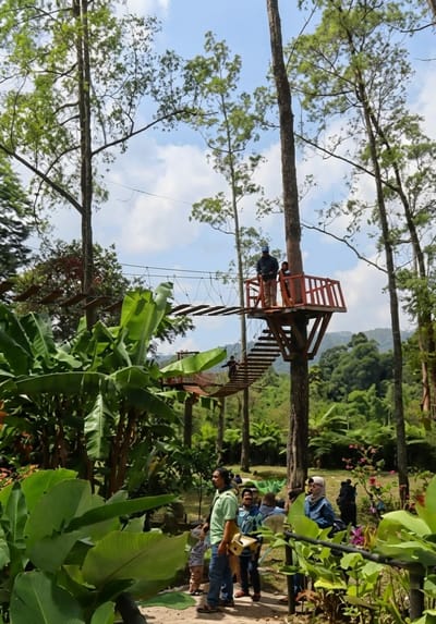 This image depicts an outdoor adventure park in Laugumba, Indonesia, characterized by lush greenery and elevated rope bridges and platforms. In the foreground, large banana leaves dominate the left side of the frame, with a dirt path visible. Several people are present on the ground, observing or waiting. A man in a green shirt stands in the center, facing right. Behind him, a group of people, including a woman wearing a headscarf, are gathered.
Further into the park, multiple rope bridges and wooden platforms are suspended between tall trees. On the right side of the image, a prominent wooden platform is built around a large tree trunk, with a staircase leading up to it. Two individuals, a man and a child, are standing on this platform. Another rope bridge extends from this platform to the left, with a person walking across it. In the background, dense vegetation and a hillside suggest a natural, tropical environment. The sky above is partly cloudy.