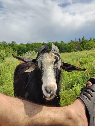 In Mar'yanivka, Ukraine, a close-up shot captures a black and white goat facing the camera in a grassy field with red poppies. The goat has prominent horns and white fur around its face. In the foreground, a person's bare leg and a black sandal are visible, suggesting a relaxed, outdoor setting. The background is filled with lush green trees under a cloudy sky.