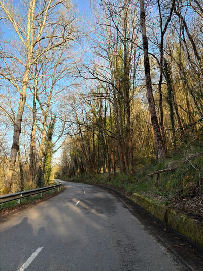 The image depicts a narrow asphalt road curving through a forested area in Parres, Spain. The road has a white line marking, and a metal guardrail runs along its edge. Tall, bare trees line both sides of the road, with some patches of green moss or vegetation visible on the trees and the ground. The sky is visible through the branches, appearing blue. The lighting suggests it is daytime, with sunlight filtering through the trees, casting shadows on the road. No people or animals are visible.