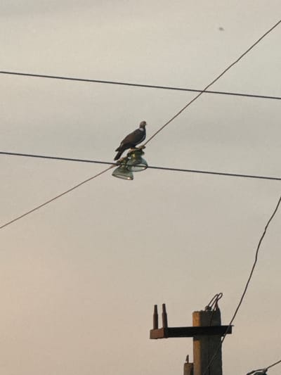 A medium shot captures a bird perched atop a utility pole insulator, set against a pale, overcast sky. The bird, a pigeon, is dark gray and white, facing left. It rests on a transparent glass insulator. The utility pole's wires are visible, crisscrossing the frame. In the lower right quadrant, a concrete utility pole with metal attachments is partially visible, suggesting an urban or suburban environment. The scene is consistent with a typical view of electrical infrastructure in Horenychi, Ukraine.