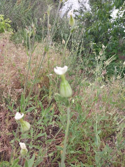 The image depicts a close-up view of white flowers with green calyxes, possibly Silene latifolia, growing in a natural, overgrown environment. The scene appears to be located in a rural or semi-rural area, with dry grasses and green foliage surrounding the plants. In the background, there are trees and shrubs, suggesting a woodland edge or a park-like setting. The lighting is soft, indicating an overcast or early morning/late evening time. The composition focuses on the delicate structure of the flowers and their stems, with some flowers in bloom and others in bud or seed formation. The location is identified as Liubymivka, Ukraine. No people or animals are visible in the image. The overall impression is one of natural beauty and tranquility.