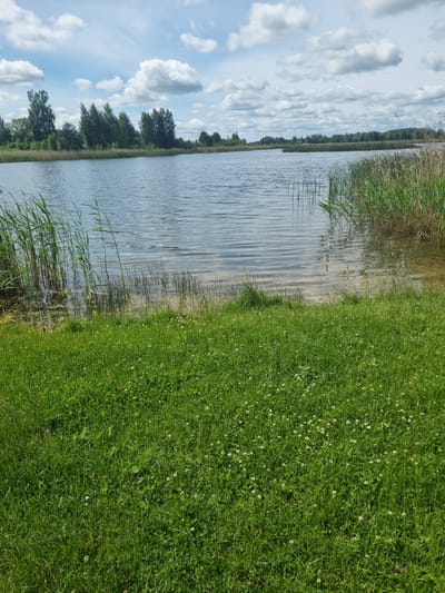 The image shows a natural landscape view of a lake in Kalniškiai, Lithuania, on a sunny day with scattered clouds. The foreground is dominated by a lush green grassy area, dotted with small white flowers, likely clover. The grass slopes gently down towards the water's edge.

Along the immediate shoreline of the lake, tall green reeds and some dry, brown reeds are visible. The water itself appears calm, with ripples reflecting the sky and surrounding vegetation. The light-colored sandy bottom is visible through the clear water near the shore.

In the middle ground, across the lake, a dense line of trees forms the horizon. These trees vary in height and species, with some appearing to be deciduous and others coniferous. The sky above is a vibrant blue, interspersed with fluffy white cumulus clouds. The overall impression is one of a peaceful, rural, or semi-natural environment. There are no people or man-made structures prominently featured in the scene.