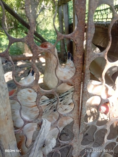The image shows a close-up view of several chickens behind a rusty metal fence. The chickens have white and brown feathers. Some of the chickens are looking towards the camera, while others are facing away. The background is blurred, but appears to be an outdoor area with trees and foliage. The image is dated "06.07.2026 09:56" and includes the text "REDMI 14C" in the bottom left corner, indicating the device used to capture the photo. The location is specified as the city of Kenesh, Kyrgyzstan. The scene depicts a farm or coop environment.