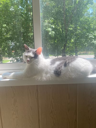 In Beloozyorsky, Russia, a white and grey cat with green eyes is lying on a white windowsill. The cat is basking in the sunlight, with its eyes partially closed. Through the window, lush green trees and a blue sky are visible. The scene appears to be a serene domestic setting on a sunny day.