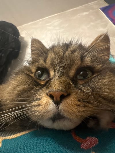 The image is a close-up shot of a tabby cat's face, appearing to be resting on a textured surface, possibly a blanket or rug, with a teal and yellow pattern. The cat's fur is a mix of brown, black, and tan. Its eyes are open and a light green color. The background is blurred, showing a light-colored wall and a dark object on the left. There is also a colorful abstract design visible in the upper right corner. The scene is indoors. There is no information available to determine the location in the city of Novyy, Russia.