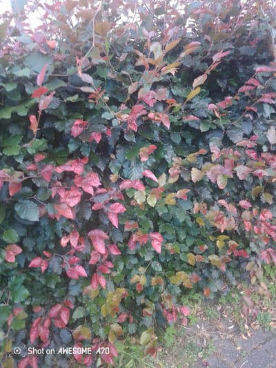 The image shows a dense hedge with a mix of green and reddish-brown leaves, suggesting the change of seasons. The hedge is likely located in Lohmar, Germany, based on the timestamp visible in the lower left corner. The foreground reveals a patch of dry grass and a paved surface, possibly a sidewalk or path, indicating an outdoor urban or suburban setting. There are no people or animals visible in the scene. The lighting suggests it is daytime, with the overcast sky contributing to the muted colors.