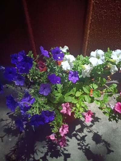 A close-up, eye-level shot captures a cluster of blooming petunias in various colors including deep purple, white, and pink. The flowers are set against a dark, textured background that appears to be a weathered wooden fence. The ground beneath the flowers is a concrete surface, reflecting dark shadows from the plants. The scene is lit by artificial light, creating strong contrasts and highlighting water droplets on the petals. The location is identified as Litynia, Ukraine.