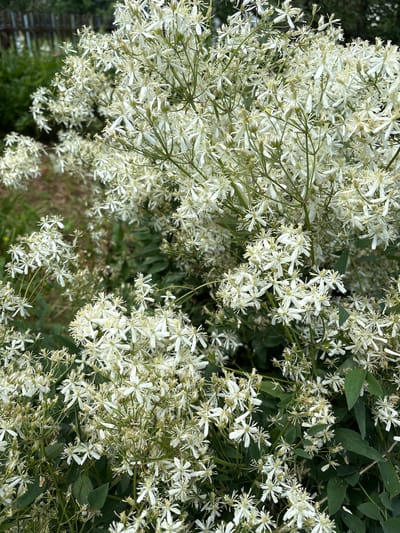 The image shows a close-up of a dense cluster of small white flowers with delicate, star-shaped petals and prominent stamens. The flowers are abundant and appear to be growing on a vine or shrub, with some green foliage visible in the background. The overall impression is one of lushness and natural beauty. The flowers have a somewhat feathery appearance due to the numerous thin stamens. The lighting suggests it might be daytime, with soft, diffused light. There are no people or specific objects visible, and the setting appears to be outdoors in a natural or garden environment. The focus is entirely on the flowers, which dominate the frame. The background is slightly out of focus, providing a soft, green backdrop that highlights the white blossoms. There is no visible text in the image. The location context is Dubrovino, Russia, which suggests a temperate climate where such flowering plants would be found.