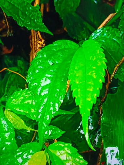 Close-up of vibrant green leaves, possibly wet from rain or dew, with a glossy sheen. The leaves have serrated edges and are layered, overlapping each other. Some have lighter patches or spots. A few brown, thin stems are visible among the foliage, providing contrast. The background is dark and out of focus, highlighting the bright green foliage. The overall impression is lush and fresh.