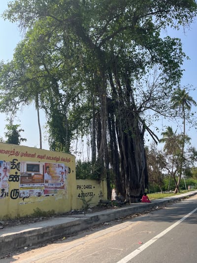This image depicts an outdoor roadside scene in Ammanpuram, India, under a clear blue sky during daylight hours.

On the left, a light yellow plastered wall extends horizontally, covered with multiple rectangular posters featuring text in Tamil and photographic images of various individuals, indicative of political or educational advertisements. A black stencil or spray-painted inscription "PH: 0462 - 4200733" is visible on the wall, with "24" and "JOTHI" written below it.

Dominating the center and right side of the frame is a large, mature banyan tree with dense green foliage and numerous thick aerial roots extending vertically towards the ground, giving the appearance of multiple trunks. Other green trees and a tall palm tree are visible further in the background.

In the foreground, an asphalt road runs from the lower left to the right, featuring a solid white line on its right edge. A concrete sidewalk with a raised curb separates the road from the adjacent land.

One individual, appearing to be a child, is seated on the ground near the base of the large banyan tree, directly behind the sidewalk and to the right of the yellow wall. This individual is wearing a pink or reddish garment and faces generally towards the road. No explicit actions or interactions beyond sitting are discernable. Small pieces of debris are scattered on the sidewalk and a red object is on the asphalt road in the foreground.