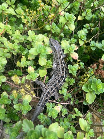 A close-up, overhead shot shows a lizard with brown and black patterned scales resting among lush green succulents and other low-lying plants. The lizard's body is angled diagonally across the frame, with its head towards the top left and its tail extending towards the bottom right. Tiny yellow flowers with star-shaped petals are scattered amongst the foliage. The environment appears to be an outdoor garden or natural setting. There is no indication of the specific location within the city of Starozhivotinnoe, Russia.