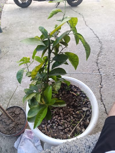 The image shows a potted citrus plant with green and yellowing leaves. The plant is in a white plastic pot filled with soil and small pebbles. To the left of the white pot is a smaller, dark brown pot containing a thin, dry branch. Both pots are placed on a concrete surface that has visible cracks. In the background, a portion of a motorcycle wheel and tire is visible. A gray, fluffy material is present in the lower right corner of the frame, and a person's leg, wearing black shorts, is partially visible in the bottom right. The overall environment suggests an outdoor setting, likely a backyard or patio, in Zaliznyi, Russia.