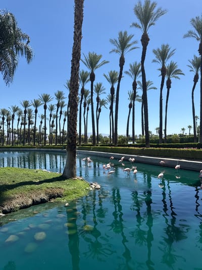 This media file captures a serene outdoor scene, likely a resort or park, in Palm Desert, United States of America, during daylight hours under a clear, bright blue sky.
The primary subjects are numerous tall palm trees and a group of pink flamingos. The image is dominated by several rows of well-maintained palm trees, their dark trunks rising vertically and their fronds fanning out against the vibrant blue sky. Some palm tree trunks appear rough and textured. In the foreground and extending into the midground, a long, calm body of turquoise-blue water, possibly an artificial pond or canal, stretches horizontally across the frame.
Approximately a dozen flamingos are visible in the water. Some are standing upright, while others have their heads submerged, presumably feeding. Their light pink plumage stands out against the blue-green water. The water itself reflects the palm trees and the clear sky, creating elongated, wavy reflections. The edges of the water body feature manicured green grass on one side and a clean concrete barrier on the other, indicating a carefully designed landscape.
The overall impression is one of tranquility and natural beauty within a cultivated environment. There is no visible text in the image. The bright, even lighting suggests a sunny day, likely morning or early afternoon, with no clouds in sight.