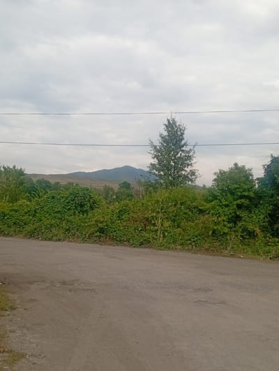 This is a horizontal, eye-level, full shot of a rural landscape in Kyrgyzstan, taken on a cloudy day. In the foreground, a dirt road stretches across the bottom half of the frame, with patchy green grass on the left side. Beyond the road, a dense line of vibrant green bushes and trees forms a natural barrier. A tall, slender tree stands out among the foliage, reaching towards the sky. In the background, rolling hills and mountains are visible under a heavily clouded sky. The overall mood is peaceful and serene, characteristic of a quiet, overcast afternoon in the countryside. No people or text are visible in the image. The scene appears to be set in the early evening, given the soft, diffused light.