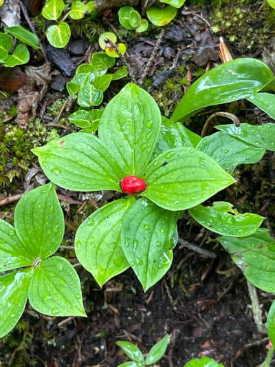 A single, ripe red berry is nestled among a cluster of waxy green leaves. The leaves are veined and slightly curved, with water droplets clinging to their surfaces, suggesting a recent rainfall or dew. The berry is oval-shaped and appears smooth and firm. The surrounding environment is dark and moist, with exposed soil, decaying leaves, and moss visible. The image is a close-up shot, focusing on the berry and its immediate foliage, creating a sense of intimacy with the natural world. The scene is located in the Town of Lyonsdale, United States of America.