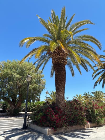 A mature palm tree stands prominently in the foreground, its fronds casting dappled shadows on a paved area. The tree is situated on a corner surrounded by a bed of lush green bushes adorned with vibrant red flowers. To the left of the palm tree, a black lamppost with a square lantern is visible. Beyond the palm tree and flowerbed, a large, leafy green tree with a thick trunk is partially visible, alongside more palm trees in the background. A crosswalk is present in the lower left portion of the image. The scene is set against a clear, bright blue sky, suggesting a sunny day. This image was captured in the city of Rethymno, Greece, likely in a public space or park area, given the presence of the crosswalk and lamppost. There are no people or animals in the frame.
