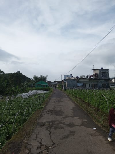 The scene depicts a narrow, cracked asphalt road in Salai Har Htan, Myanmar, under an overcast sky. The road extends from the foreground into the mid-distance, flanked on both sides by cultivated fields featuring numerous low, arched frames covering green crops. To the left, beyond the crops, dense green foliage and trees are visible, interspersed with a single-story green building with a light-colored roof. To the right, several multi-story, weathered buildings line the road, with laundry drying on the flat roof of the nearest prominent structure. Utility poles and overhead wires are present, including a distinct blue wire diagonally traversing the upper sky. One individual is observed walking away from the camera along the road in the mid-distance. A second individual, appearing to be a child, is partially visible in the bottom right corner, wearing a maroon garment and light-colored footwear. The sky is uniformly cloudy with grey and white tones.