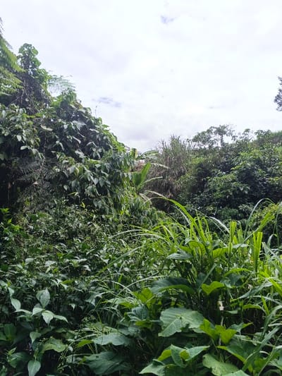 Lush greenery dominates, featuring a dense mix of plants and foliage. Tall grasses intermingle with broad-leafed plants in the foreground. A variety of trees and shrubs are visible in the background, ascending a gentle slope. The sky is overcast with a layer of white and grey clouds. A sense of wildness and natural abundance prevails in this landscape.