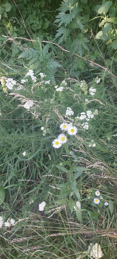 This is an eye-level, medium shot of a meadow filled with various plants and small white flowers. The scene is dominated by lush green vegetation, with tall grasses and feathery ferns interspersed with clusters of tiny white blossoms and a few daisy-like flowers with yellow centers. The focus is on the natural, uncultivated setting, suggesting a wild or overgrown area. Several seed heads from grasses are visible, adding texture and a sense of late summer or early autumn. The lighting suggests it is daytime, possibly morning or late afternoon, with soft light filtering through the foliage. No people or animals are present. The location context is Voronkiv, Ukraine, implying an outdoor, rural environment. There is no visible text in the image.