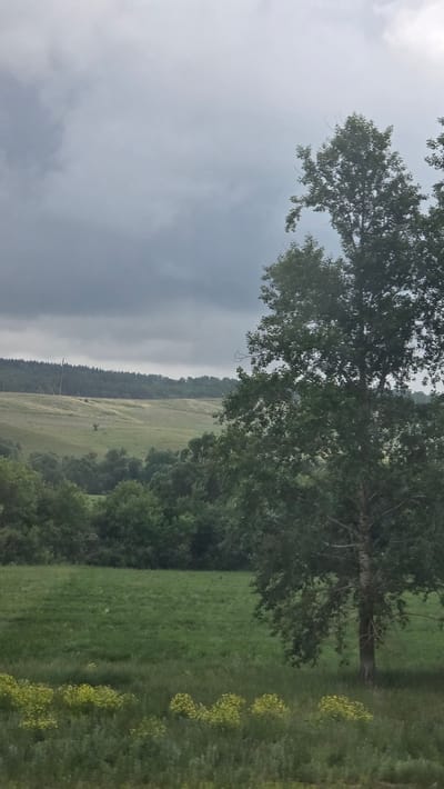 This image captures an expansive, rural landscape under an overcast sky in the city of Солояз, Russia. The sky, dominating the upper portion of the frame, is a uniform grey with subtle variations in cloud density, suggesting diffused, natural light. In the immediate foreground, a field of green grass interspersed with patches of bright yellow wildflowers or plants occupies the lower section. Moving into the midground, the terrain undulates gently, presenting larger fields of varying shades of green and light brown vegetation, possibly indicating different crops or natural grasslands. A solitary, small dark tree or bush stands isolated within one of these lighter fields in the distant midground. Beyond these fields, a dense line of dark green deciduous trees forms a prominent tree line across the middle horizon. Further in the background, a darker, dense coniferous forest is visible atop a distant ridge or hill, and slender, dark power line poles are subtly integrated into this distant treeline. On the right side of the frame, a large deciduous tree with a full canopy of green leaves extends from the bottom of the image upwards, partially obscuring the distant landscape. Its dark trunk is visible in the lower right. No people or animals are present in the scene.