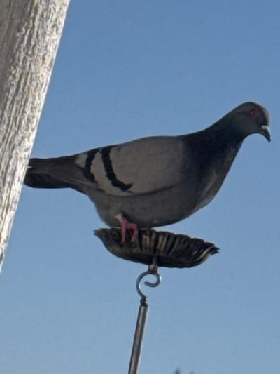 A rock pigeon (Columba livia domestica) is depicted perched on a metallic, scalloped dish, likely a bird feeder or waterer, in Bukovo, Bulgaria. The pigeon exhibits a gray body with two prominent black wing bars, a darker gray head, reddish eyes, and a pale beak. Its pinkish-red feet are visible on the dish. The dish is suspended by a thin metallic rod featuring a coiled spring mechanism. A textured, light-colored vertical object, resembling a tree trunk or weathered pole, occupies the left side of the frame. The background is a clear, unblemished blue sky, indicating a daylight outdoor setting.