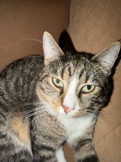This is a close-up, high-angle shot of a tabby cat lying on a brown, textured surface, likely a sofa or bed. The cat's head is tilted, and it is looking directly at the camera with bright green eyes. Its fur is a mix of grey, black, white, and tan stripes. A prominent white patch covers its chest and extends up to its chin and around its nose. The cat's pink nose is visible, along with long white whiskers. Its ears are perked, and one ear is partially obscured by shadow. The lighting creates a strong shadow on the left side of the image, suggesting it might be indoors with artificial light. The cat appears relaxed and alert. There is no visible text in the image.