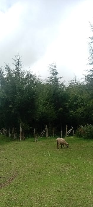 The image depicts a rural scene in Rwanyambo, Kenya, under an overcast sky. In the foreground, a verdant grassy field is visible, with a faint dirt path traversing the lower left. A single, light brown ovine animal, identified as a sheep, is present in the mid-ground on the right, actively grazing with its head lowered. Behind the sheep and extending across the mid-ground, a rudimentary fence line composed of vertical wooden posts and some diagonal bracing is partially visible. The background is dominated by a dense, uniform line of tall, slender evergreen trees, forming a dark green barrier. The upper portion of the image shows a uniformly light gray, cloudy sky. No human figures are present.