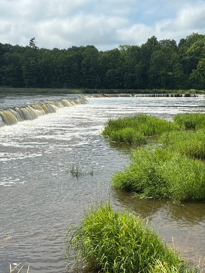 The image shows a wide, shallow waterfall on the Venta River in Kuldīga, Latvia. The waterfall spans a significant portion of the river's width, creating a series of cascades with frothy white water. Lush green grass grows in clumps in the foreground and middle ground, with some blades of grass appearing to be submerged in the water. The river itself has a brown, murky hue. In the background, a dense line of dark green trees forms a natural barrier along the riverbank. The sky above is cloudy with patches of blue sky peeking through. The overall scene depicts a natural landscape with a prominent waterfall.
