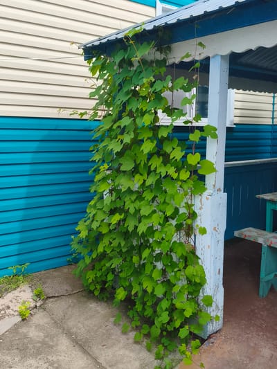 In an outdoor setting adjacent to a building with light-colored horizontal siding above a bright blue section, a dense green vine with numerous heart-shaped leaves climbs upwards along a white, weathered wooden support post. The post is part of a covered structure with a dark metal roof edged with blue and white trim. To the right, a teal-colored bench with a patterned seat is visible under the overhang. The ground is a combination of cracked concrete and dirt with sparse green vegetation. The image appears to be taken on a bright, overcast day. The location in the city of Konstantinovka, Russia, is not explicitly depicted but is provided as contextual information.