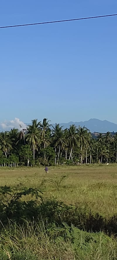 The image presents a daytime scene in a rural area, likely near Meunasahpulo, Indonesia. The sky is clear and blue. A row of palm trees lines the horizon. In the background are mountains. A grassy field dominates the midground, with a single person walking. The foreground contains various plants and grasses. An electrical wire cuts across the top of the image.